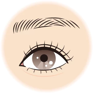 雙眼皮型態 封閉式 