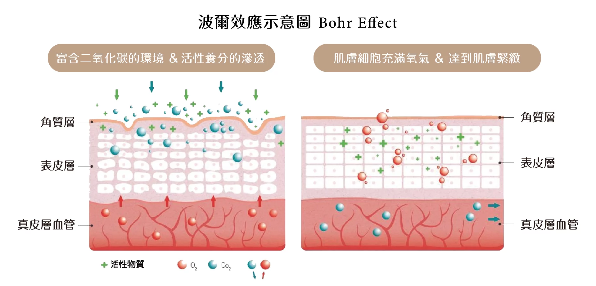 泡泡活氧 波爾效應