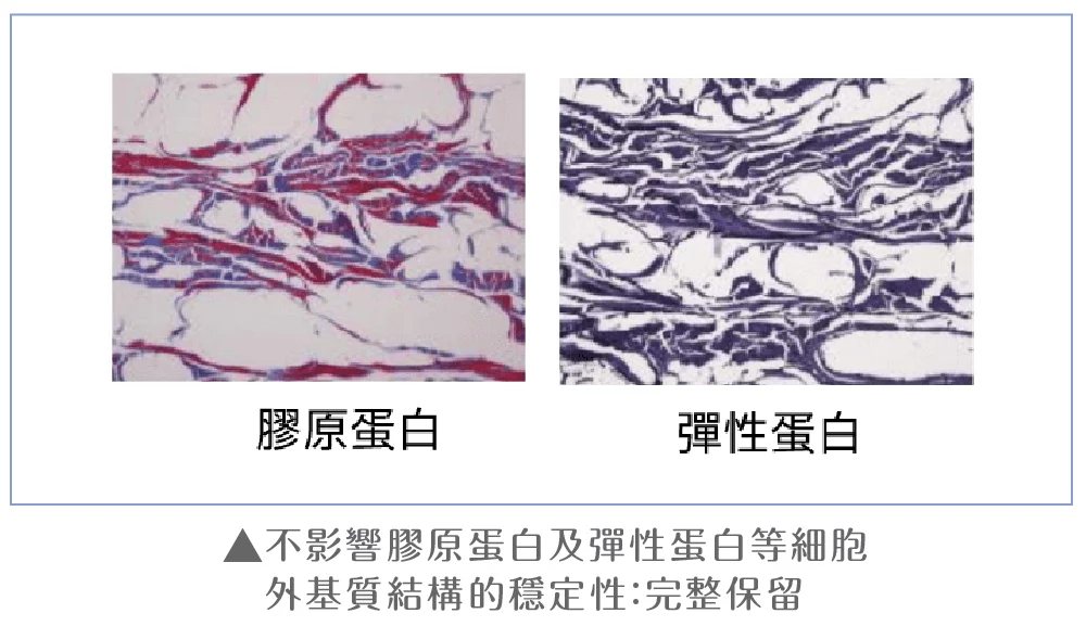 異體真皮粉 安全 02