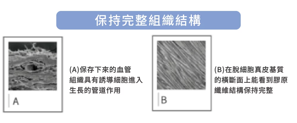 異體真皮粉 完整結構 