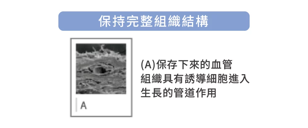 異體真皮粉 完整結構 01