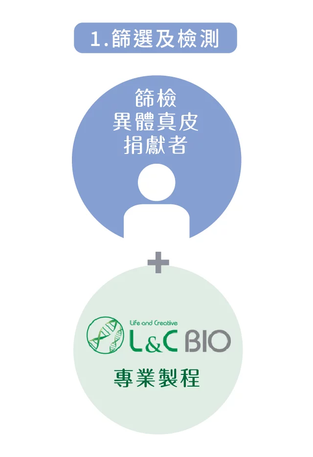 異體真皮粉 篩選 