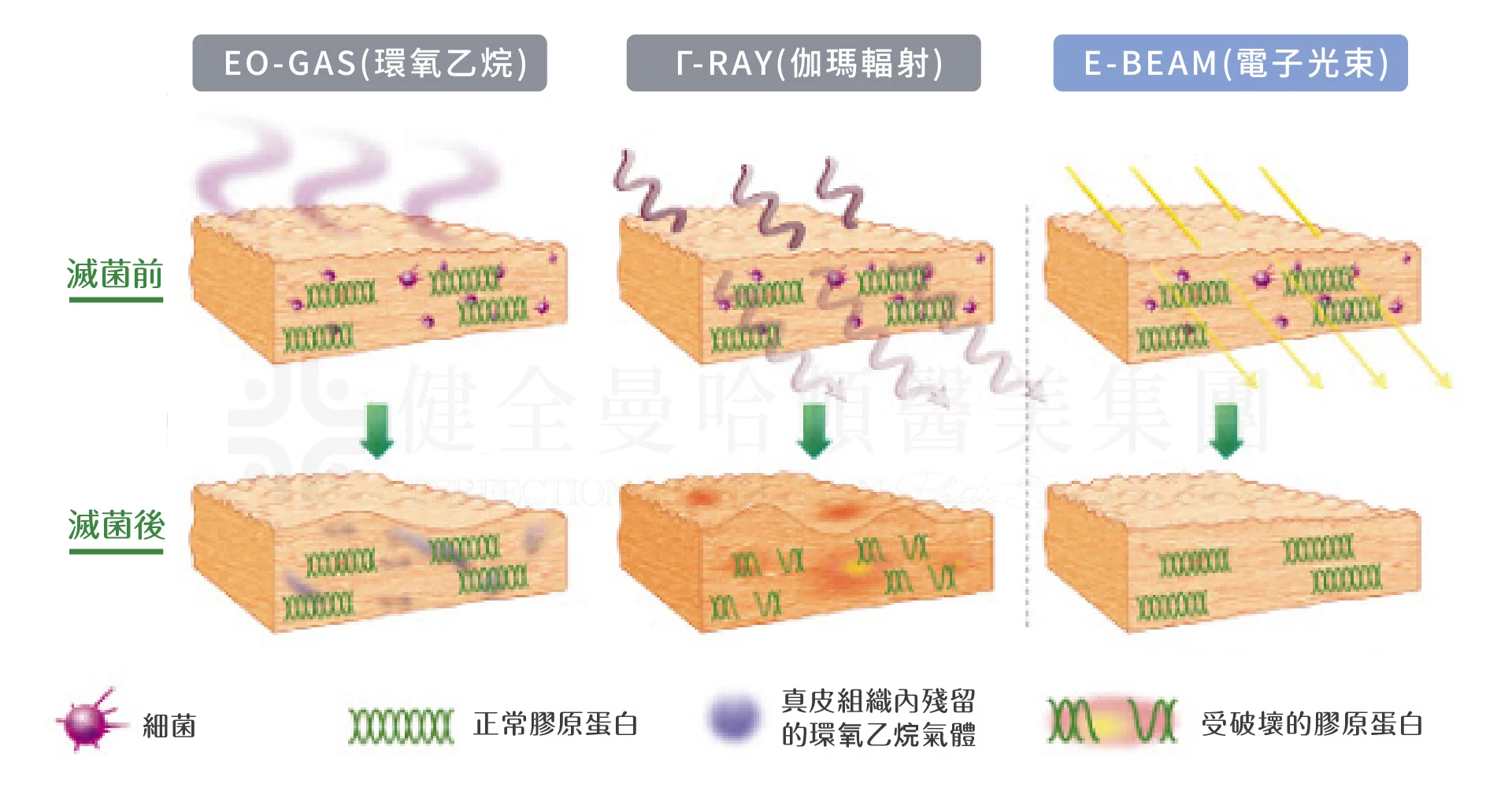 異體真皮粉 電子滅菌 
