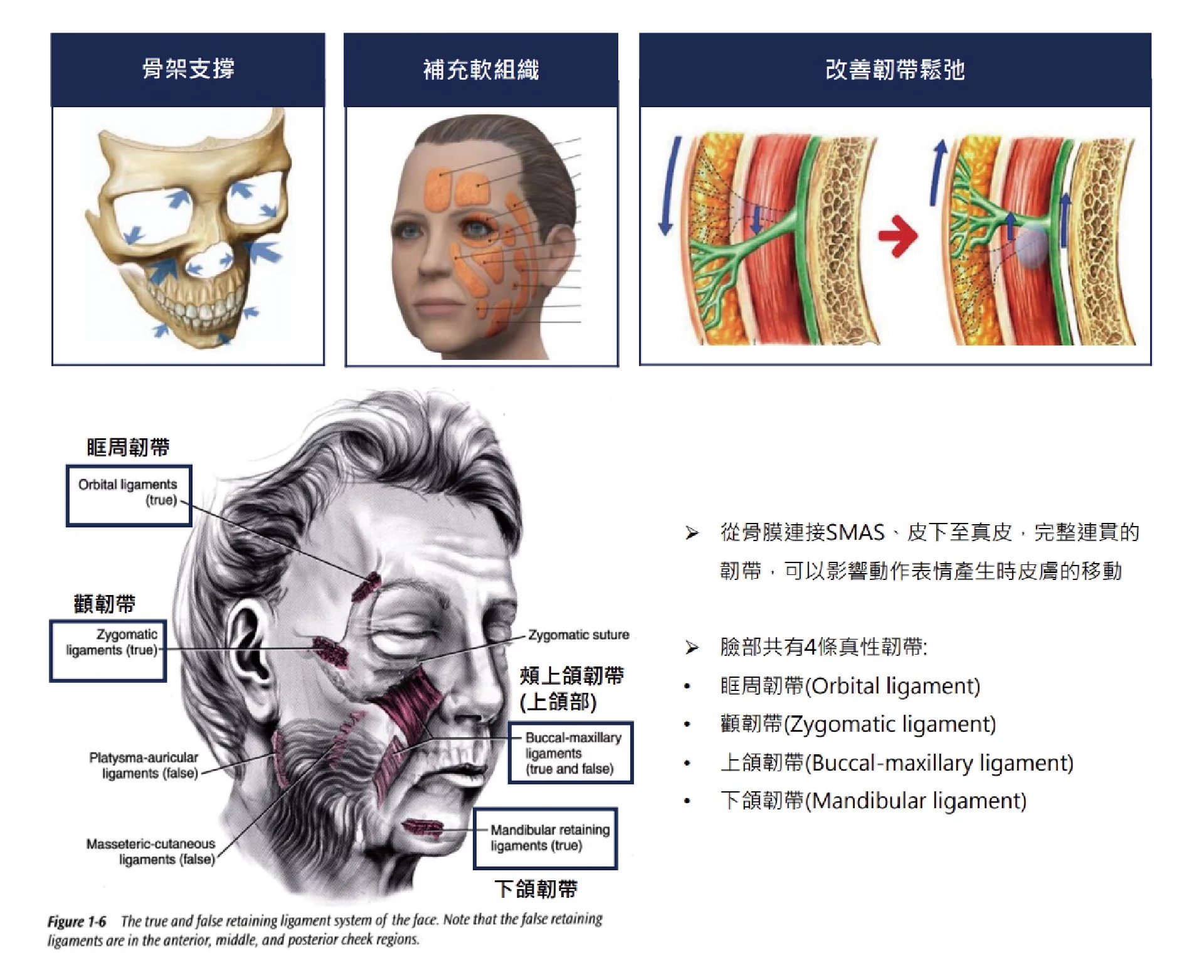 真童妍拉提術 韌帶
